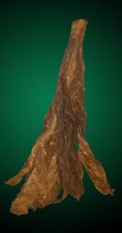 Dark Air Cured Fronto Leaves